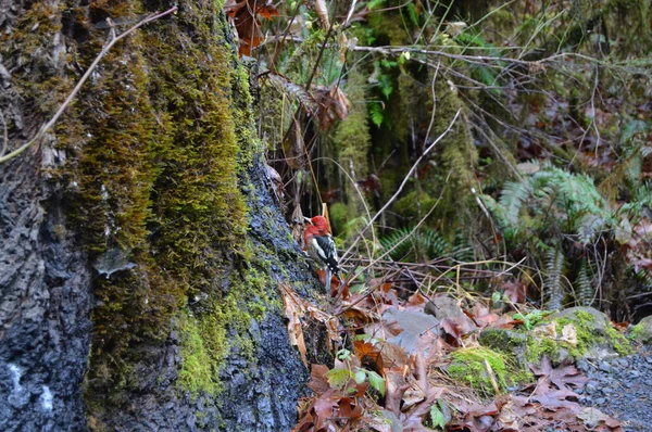 Oiseau Dans Forêt — Photo