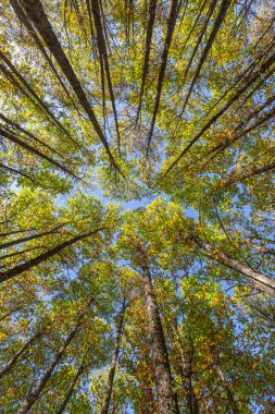 Castilla y Len İspanya 'nın Avila Özerk Topluluğu' nun Tiemblo kasabasının eski kestane ormanlarında sonbahar mevsimi