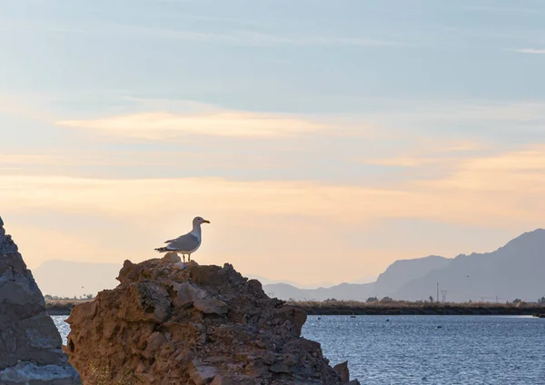 Sirály Ült Naplementekor Egy Sziklán Salinas Santa Pola Alicante Tartomány — Stock Fotó