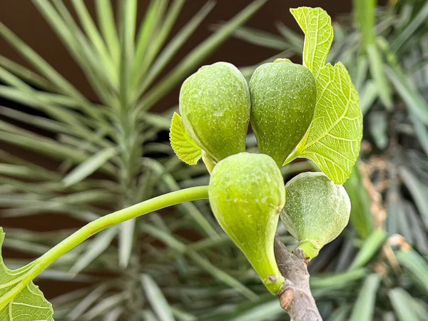 İncir ağacında olgunlaşan yeşil incirler