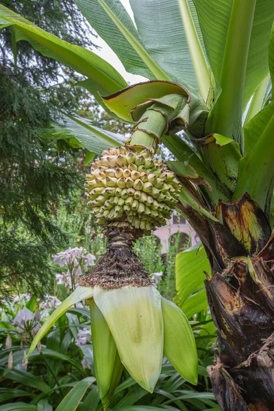 La Gomera, Spai adasında muz demetli muz ağacı
