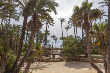 Akdeniz 'e bakan Palmeral de Alicante Parkının manzarası, İspanya