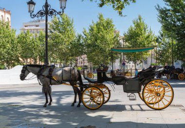 Sevilla 'da geleneksel at arabası. İspanya. Turist taşımacılığı