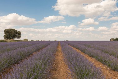 Brihuega 'daki lavanta tarlaları, Guadalajara ili, İspanya