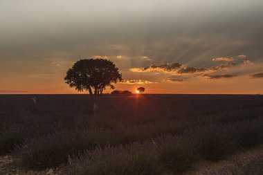 İspanya 'nın Guadalajara eyaletinde, Brihuega' daki lavanta tarlalarında gün batımı