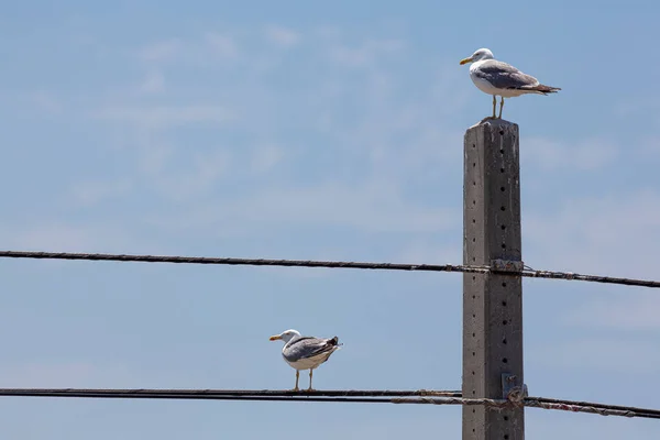 Two Staggered Seagulls One Concrete Pole Other Telephone Cable — Stock Photo, Image