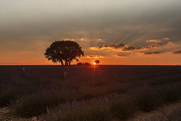 İspanya 'nın Guadalajara eyaletinde, Brihuega' daki lavanta tarlalarında gün batımı