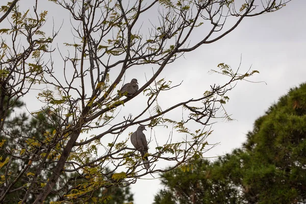 İspanya 'nın başkenti Alicante' de, Lo Morant parkındaki bir ağaç dalına tünemiş benekli güvercin.