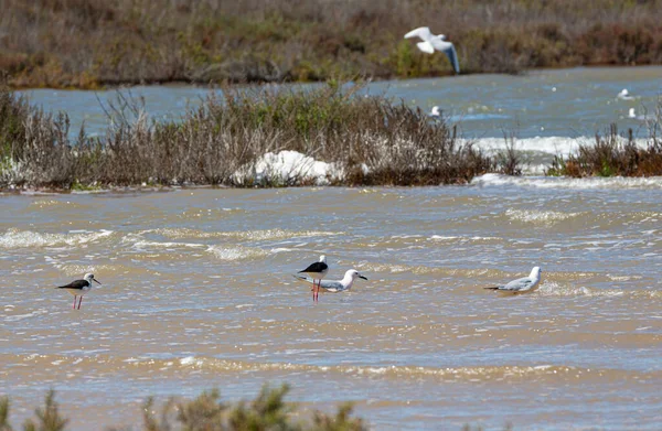 Martı yavruları Torrevieja, Alicante vilayeti, Valensiyalı Topluluğu, İspanya 'nın tuz düzlüklerinde yiyip oynuyorlar.