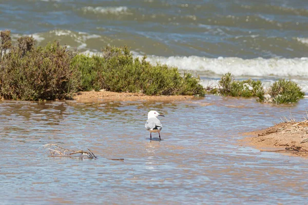 Martı yavruları Torrevieja, Alicante vilayeti, Valensiyalı Topluluğu, İspanya 'nın tuz düzlüklerinde yiyip oynuyorlar.