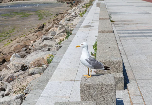 Martı, İspanya 'nın otonom Galiçya Özerk Topluluğu, Pontevedra eyaleti Cangas de Morrazo' nun güvertesinde denize bakan granit bir taşın üzerine tünedi.