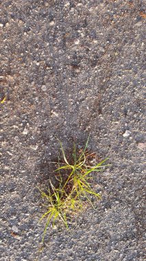 Çok güçlü asfalt bile kırılan yeşil otları durduramaz.