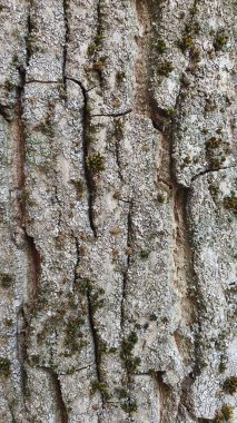 Yosun ile kaplanmış, eski bir ceviz kabuğu yakın plan.