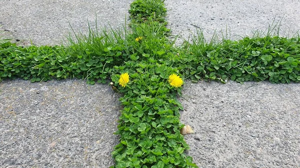 Świeża Zielona Trawa Powoli Połyka Betonowy Chodnik Parku Dwa Żółte — Zdjęcie stockowe