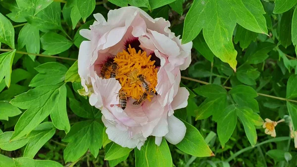 Muchas Abejas Recogen Néctar Una Flor Peonía Rosa Jardín Primavera — Foto de Stock