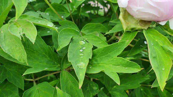 Drops Water Rain Green Leaves Peony Tree — Stock Photo, Image
