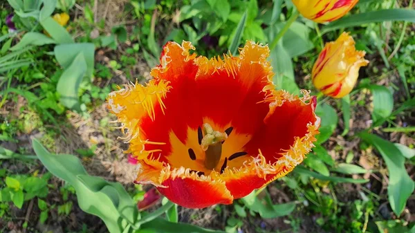Czerwony Kwiat Tulipanowy Żółtymi Kręconymi Krawędziami Kwitnącymi Wiosennym Ogrodzie — Zdjęcie stockowe