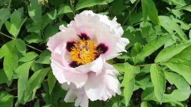 Birçok arı bahar bahçesinde açan pembe şakayık çiçeğinin üzerinde bal topluyor.