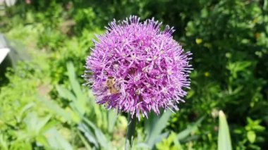 İlkbaharda, arılar nektar aramak için uçar ve bahar bahçesinde çiçek açmış mor bir Allium 'a otururlar.