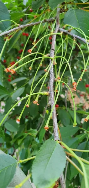 Cherry Ripened Tree Plucked Harvest Only Peduncle Remained Tree — Stock Photo, Image