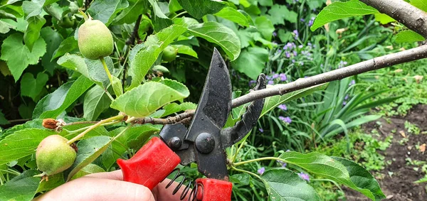 To form a crown, it is necessary to regularly trim excess branches on trees. Pruning extra shoots on apple trees in the summer garden. Pruning shears are used for pruning