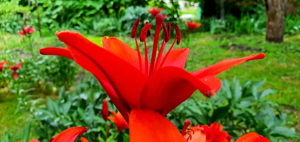Red Lily Flower Closeup Bright Saturated Beautiful Lily Flower Bloomed — Stock Photo, Image