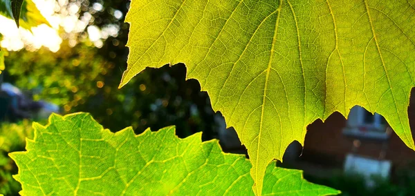 Grape leaf in the rays of the bright sun close-up. The structure of the grape leaf to the light. Original unique picture shot in bright sun