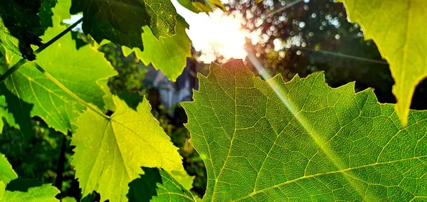 Grape leaves illuminated by the rays of the bright summer sun close-up. The structure of the grape leaf to the light. Original unique picture shot in bright sun