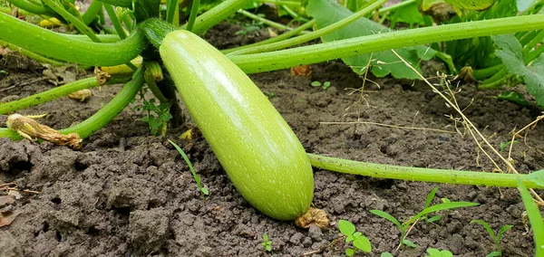 Green Organic Zucchini Grows Farm New Crop — Fotografia de Stock