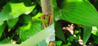 Improvement of the variety of plum trees by bud grafting. We wrap the bottom of the cut with tape. In summer there is an opportunity to graft a good plum variety to a wild tree