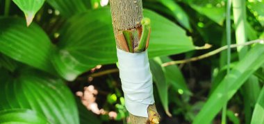 Improvement of the variety of plum trees by bud grafting. Tape wrapped around the bottom of the cut. In summer there is an opportunity to graft a good plum variety to a wild tree