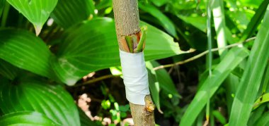 Improvement of the variety of plum trees by bud grafting. Tape wrapped around the bottom of the cut. In summer there is an opportunity to graft a good variety of plum tree to a wild tree