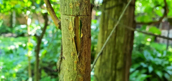 Grafting Plum Tree Bud First You Need Make Two Cuts — Stock Photo, Image