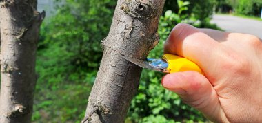 Budding of a plum tree. T-shaped incision on the bark. In summer there is an opportunity to graft a good plum variety to a wild tree
