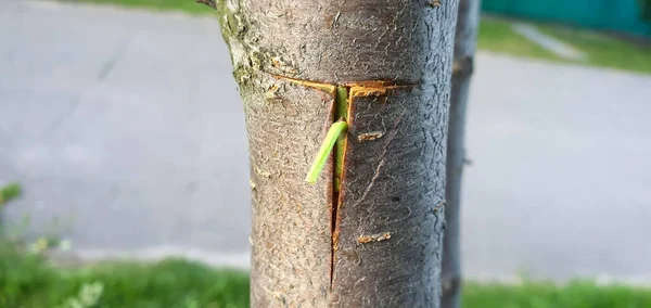 Fruit Tree Budding Kidney Placed Incision Summer Opportunity Graft Good — 图库照片