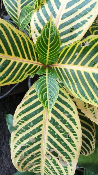 Eşsiz desen renginde sarı çizgili yeşil yapraklar..