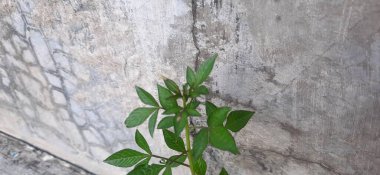 Duvarın arasında küçük çiçekler yaşıyor.