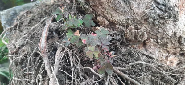 Pequeñas Flores Viven Entre Las Raíces Los Árboles — Foto de Stock