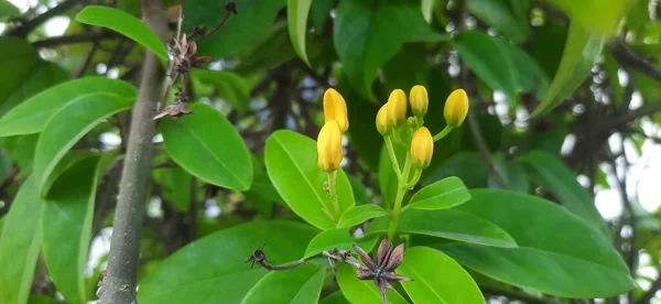 Yellow Flowers Light Green Leaves — стоковое фото