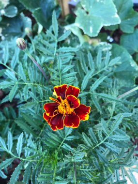 Mary Gold domates bahçesinde çiçek yetiştiriyor.