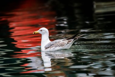 Sudaki güzel martı kuşu