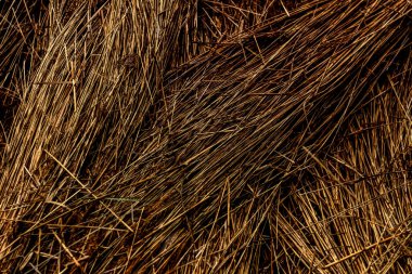 Lying hay straw grain - dark vector background
