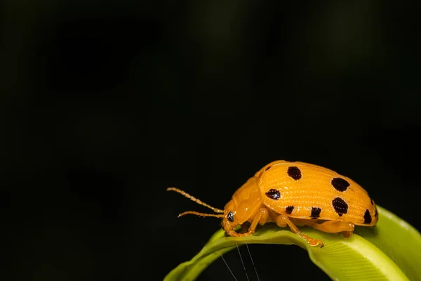 Orange Ladybug Leaf Close Photo Insects Nature — Foto de Stock
