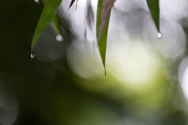 Su damlacıkları, bambu yaprakları üzerinde, arka planda bulanık yeşil yapraklar, yağmur mevsiminde sabah atmosferi