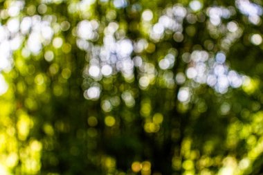 Bokeh ile soyut doğa, yapraklardan yeşil arkaplan, arka plan için uygun