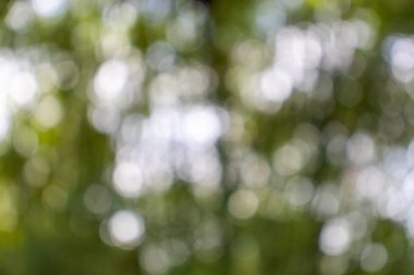Bokeh ile soyut doğa, yapraklardan yeşil arkaplan, arka plan için uygun