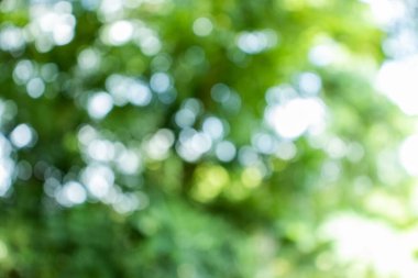 Bokeh ile soyut doğa, yapraklardan yeşil arkaplan, arka plan için uygun