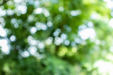 Bokeh ile soyut doğa, yapraklardan yeşil arkaplan, arka plan için uygun
