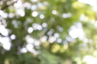 Bokeh ile soyut doğa, yapraklardan yeşil arkaplan, arka plan için uygun