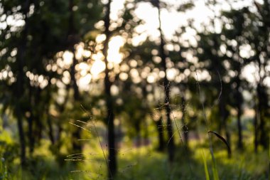 Bokeh ile soyut doğa, yapraklardan yeşil arkaplan, arka plan için uygun